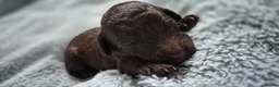 Australian Labradoodle dogs for sale: Australian Labradoodle – Black, Chocolate & Parti - Advert 7