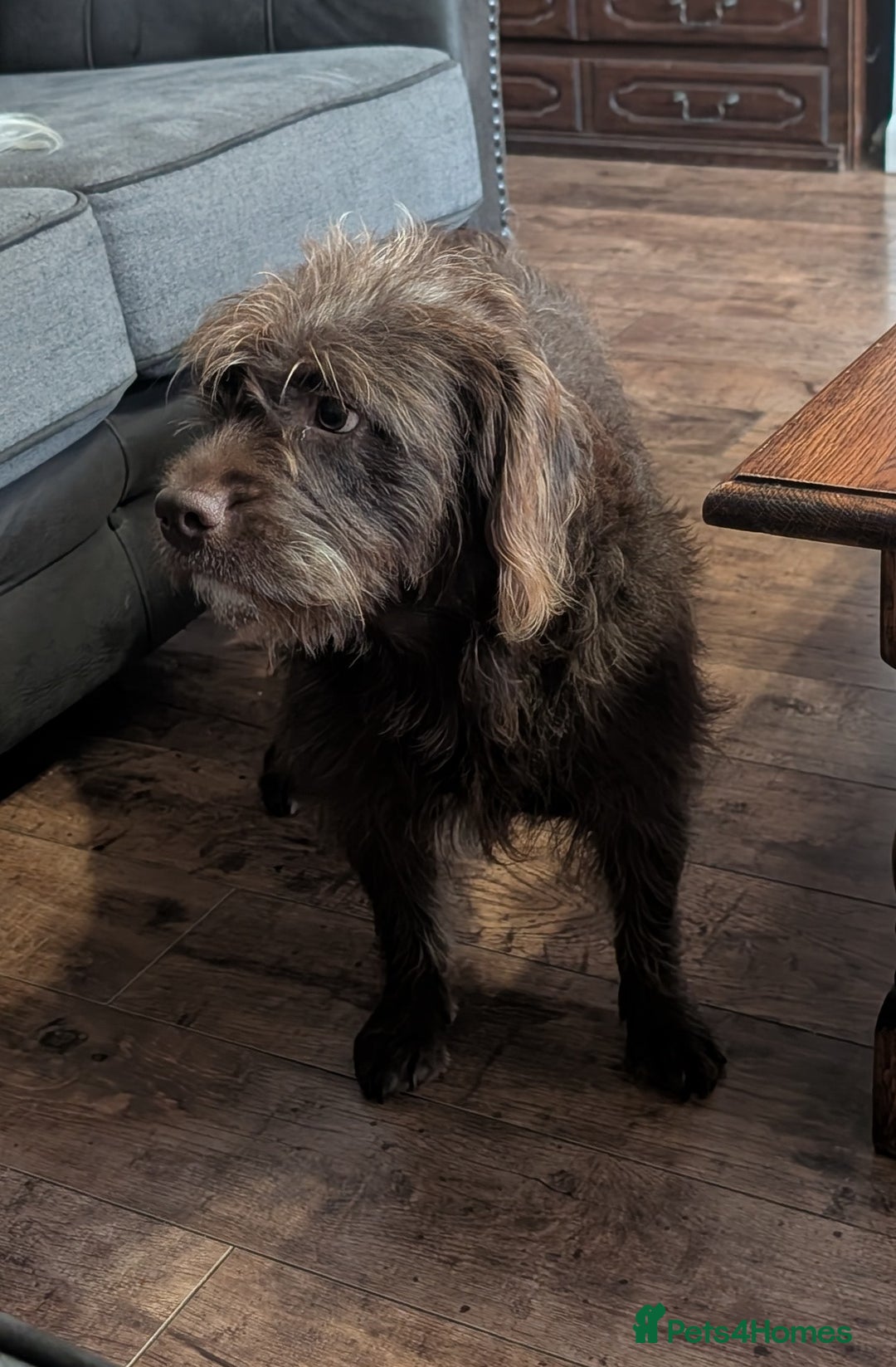Mixed Breed dogs for sale: Gorgeous 1 year old cross English bull dog poodle. - Image 2
