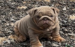 English Bulldog dogs for sale: Top Quality Chunky KC English Bulldogs  in Lampeter - Image 1