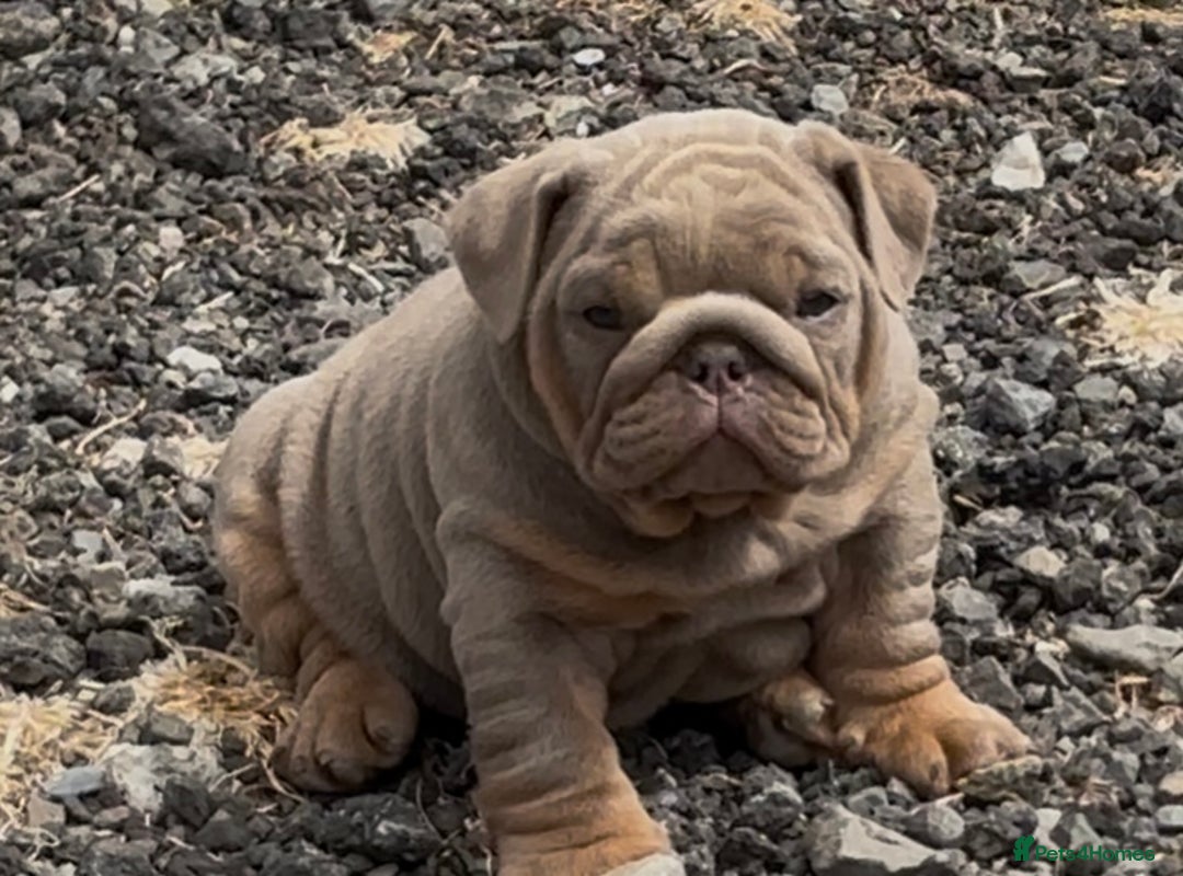 English Bulldog dogs for sale: Top Quality Chunky KC English Bulldogs  in Lampeter - Image 1