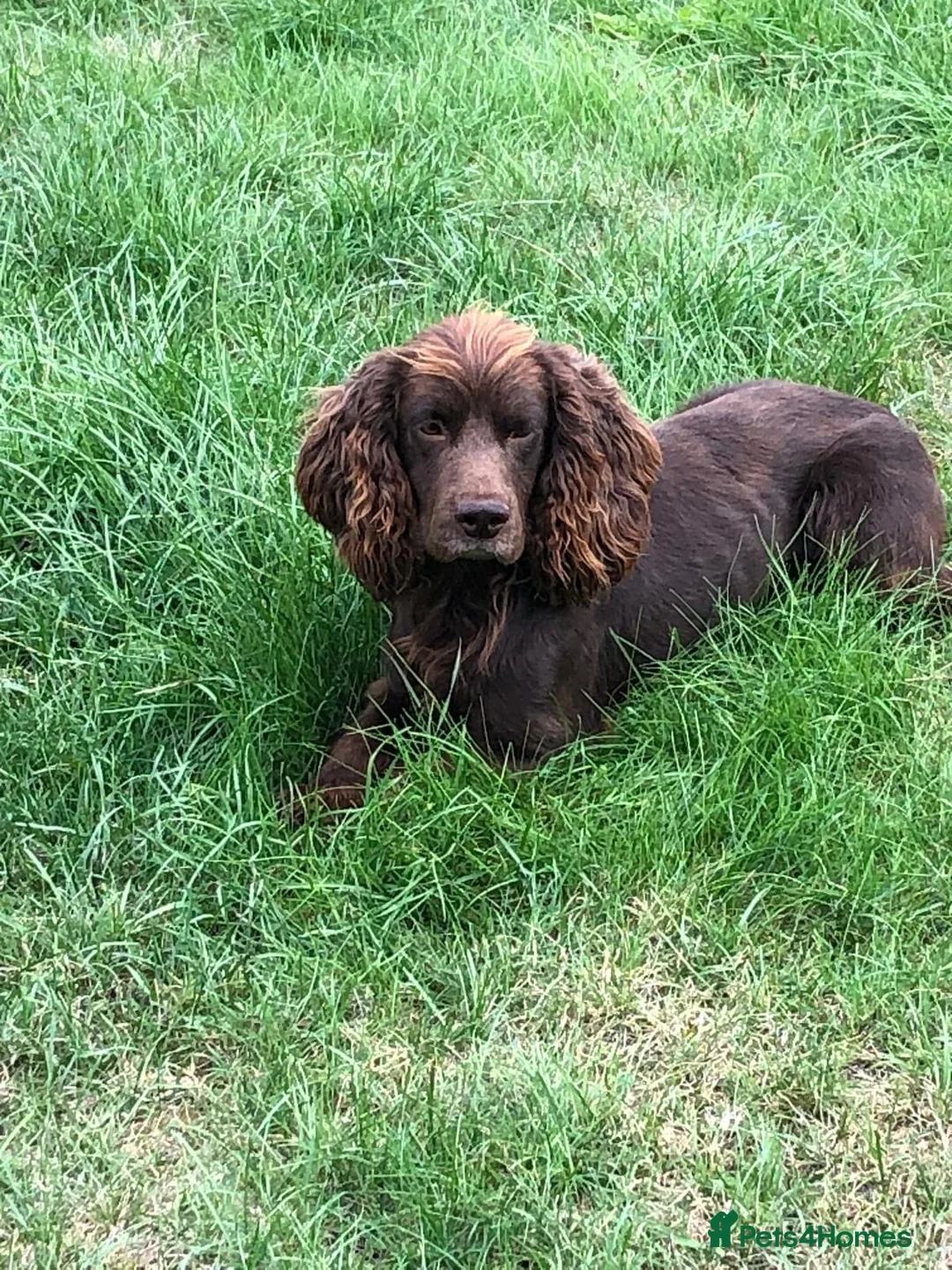 Cocker Spaniel dogs for sale: Beautiful golden boy  - Advert 3