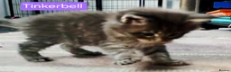 Maine Coon cats for sale: Mainecoons ready now - Advert 17