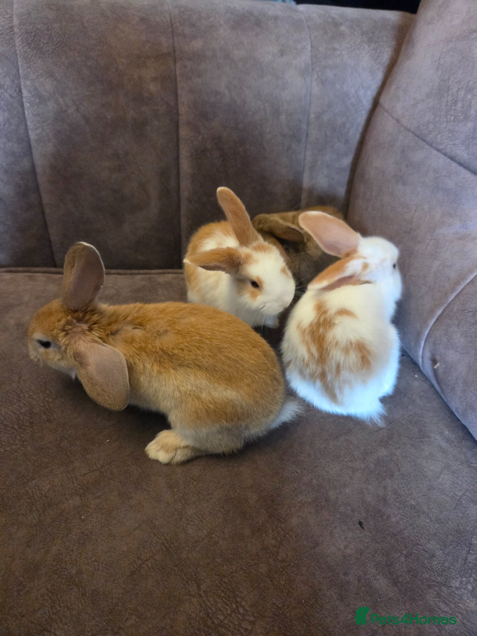 Mini Lop rabbits Mini lop rabbits ready now 2 left - Advert 1