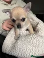 Chihuahua dogs Gorgeous chihuahua for sale ready now - Advert 1