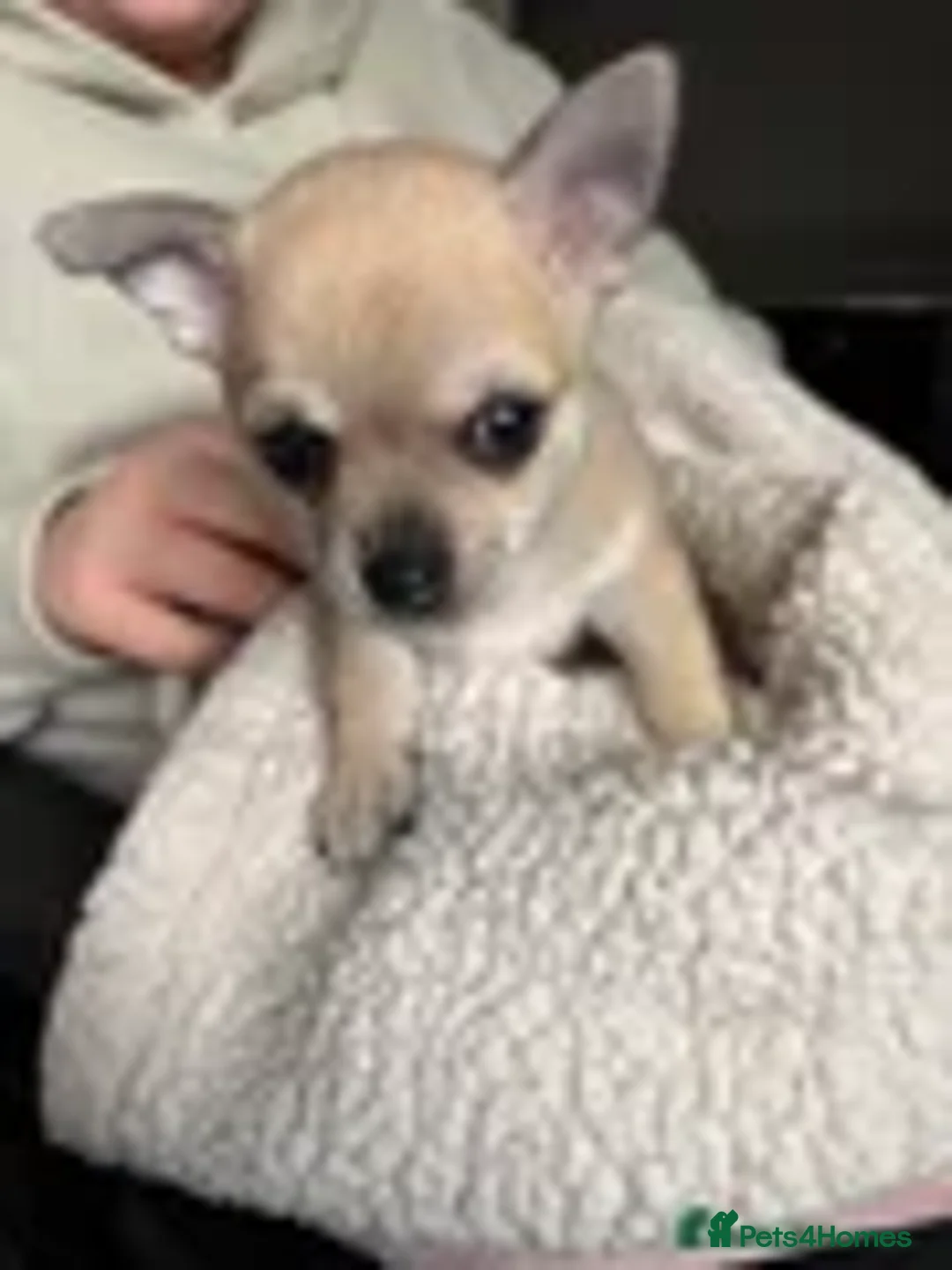 Chihuahua dogs for sale: Gorgeous chihuahua for sale ready now - Advert 1