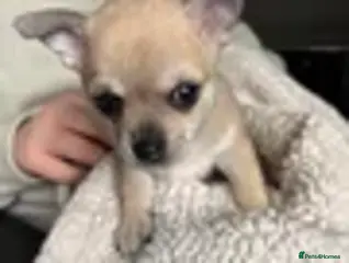 Chihuahua dogs Gorgeous chihuahua for sale ready now - Advert 1
