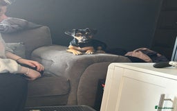 Jack Russell dogs for sale: 1 8 month old Jack Russell for sale - Image 5