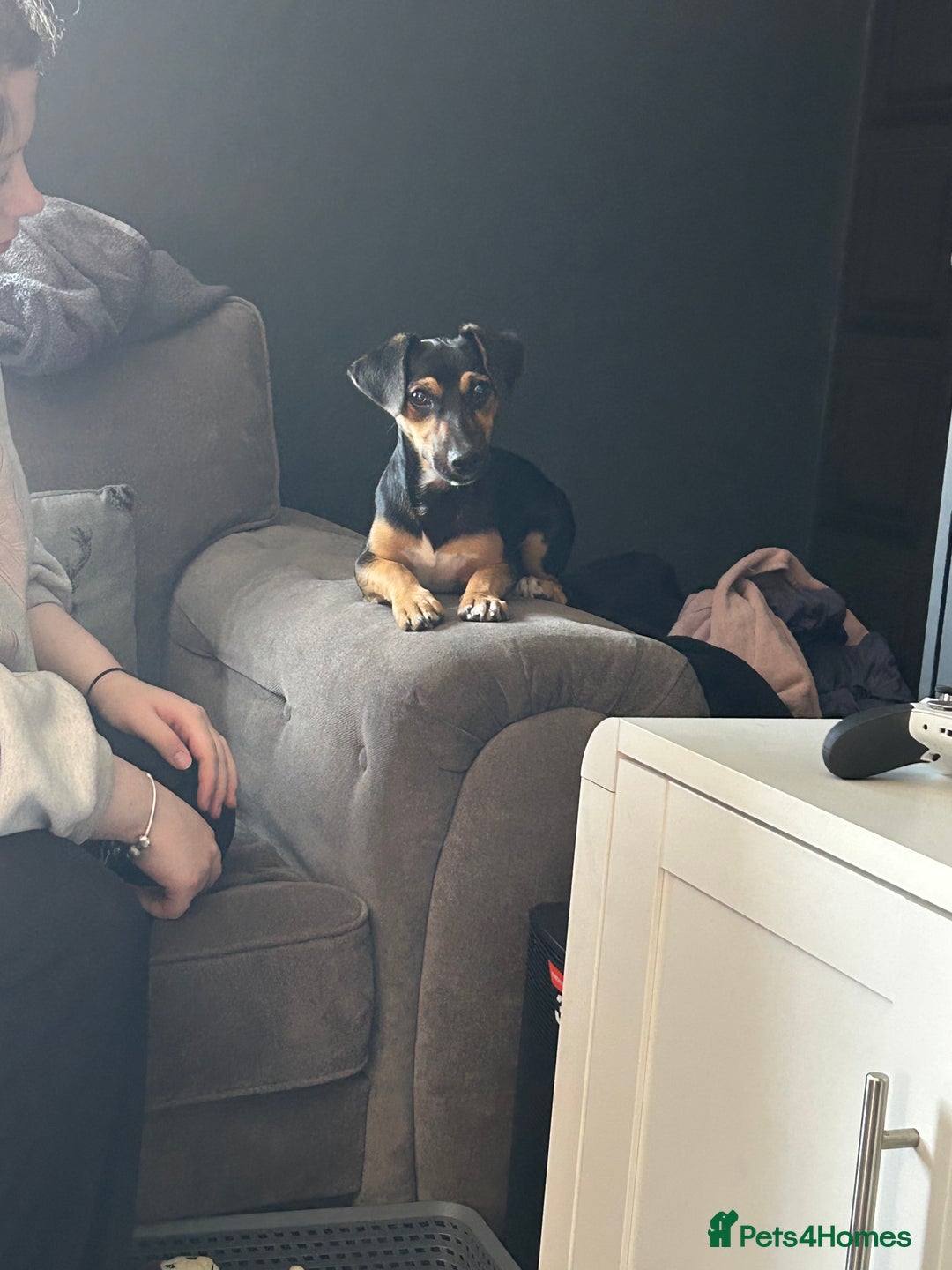 Jack Russell dogs for sale: 1 8 month old Jack Russell for sale - Image 5