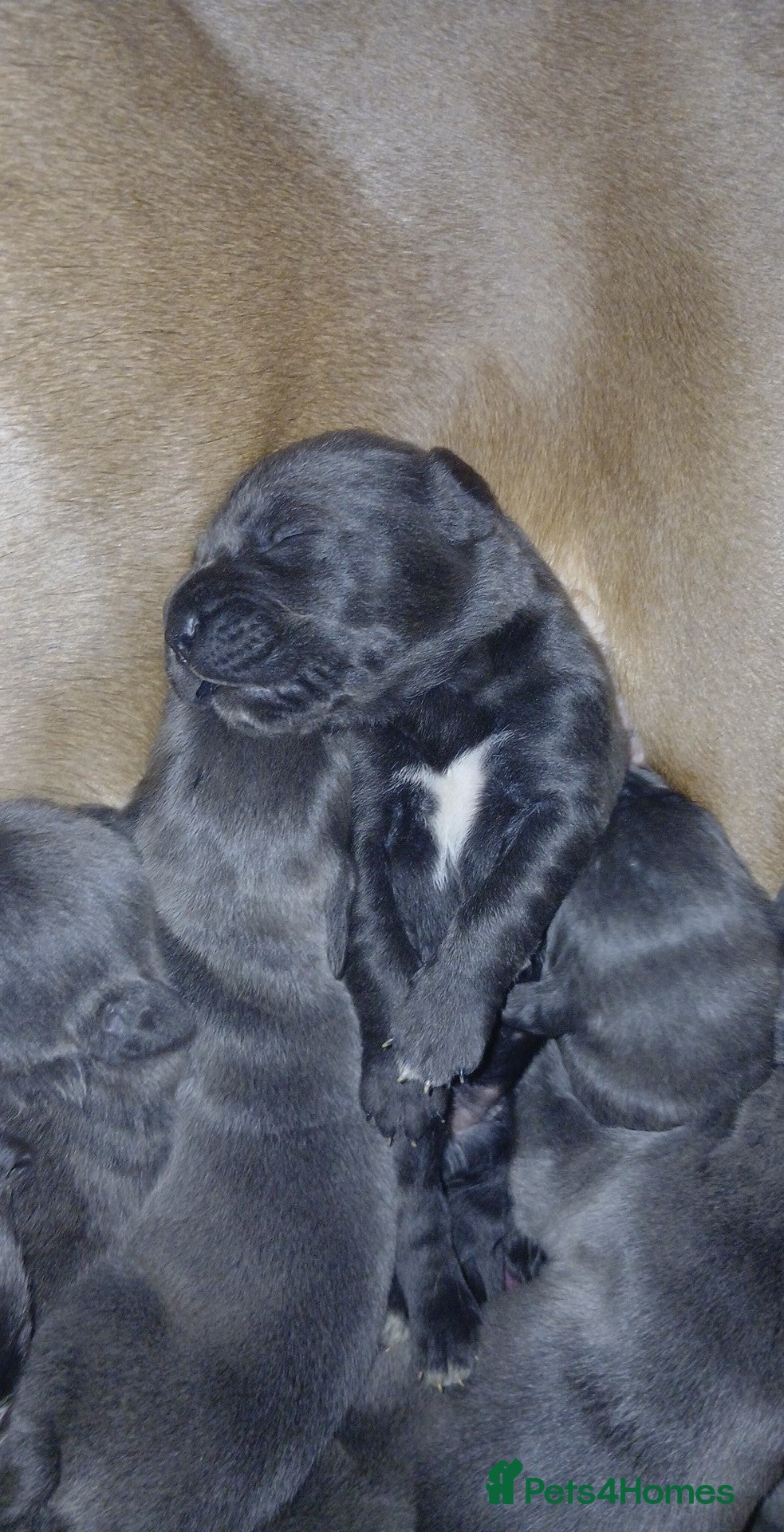 Cane Corso dogs Pure bred blue cane corso puppies for sale  - Advert 11