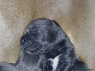 Cane Corso dogs Pure bred blue cane corso puppies for sale - Advert 11