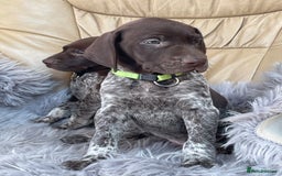 German Shorthaired Pointer dogs for sale: German shorthaired pointer boys and girls  - Image 4