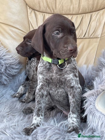 German Shorthaired Pointer dogs - Advert 1