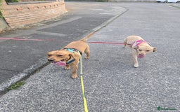 Labrador Retriever dogs for sale: ✨ Golden Retriever Puppies – Ready 4 Sept ✨ - Image 15