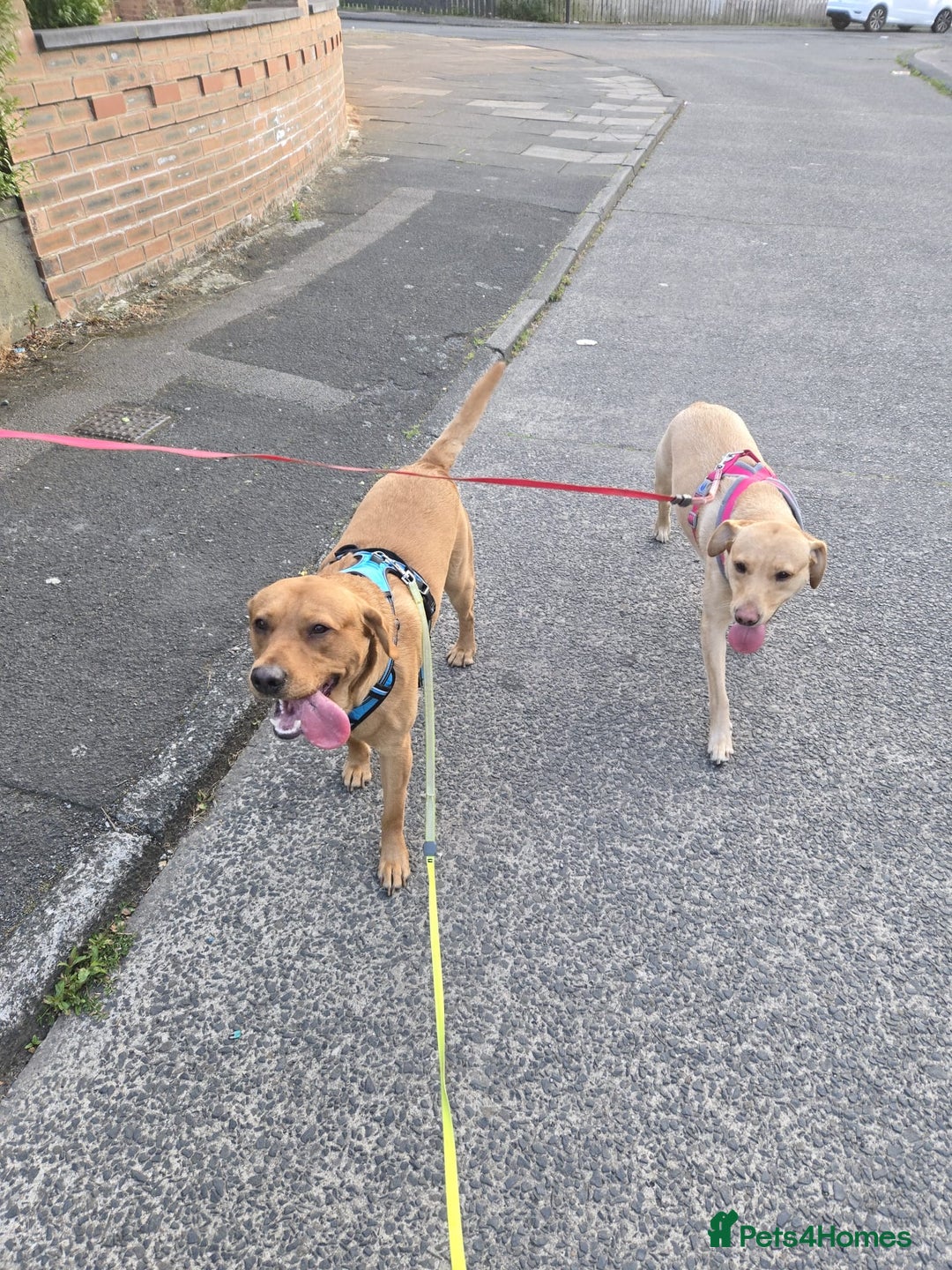 Labrador Retriever dogs for sale: ✨ Golden Retriever Puppies – Ready 4 Sept ✨ - Image 15