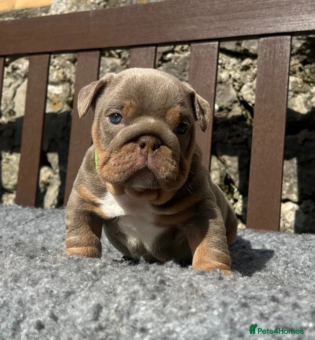 English Bulldog dogs for sale: Beautiful English bulldog puppies - Advert 31