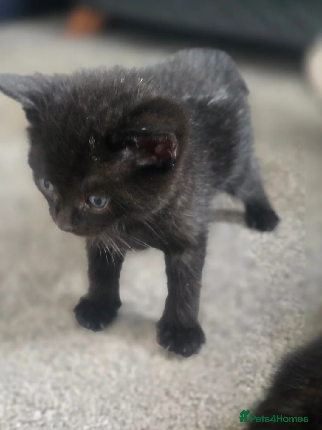 Mixed Breed cats for sale: 3 Beautiful Kittens Available  - Advert 2