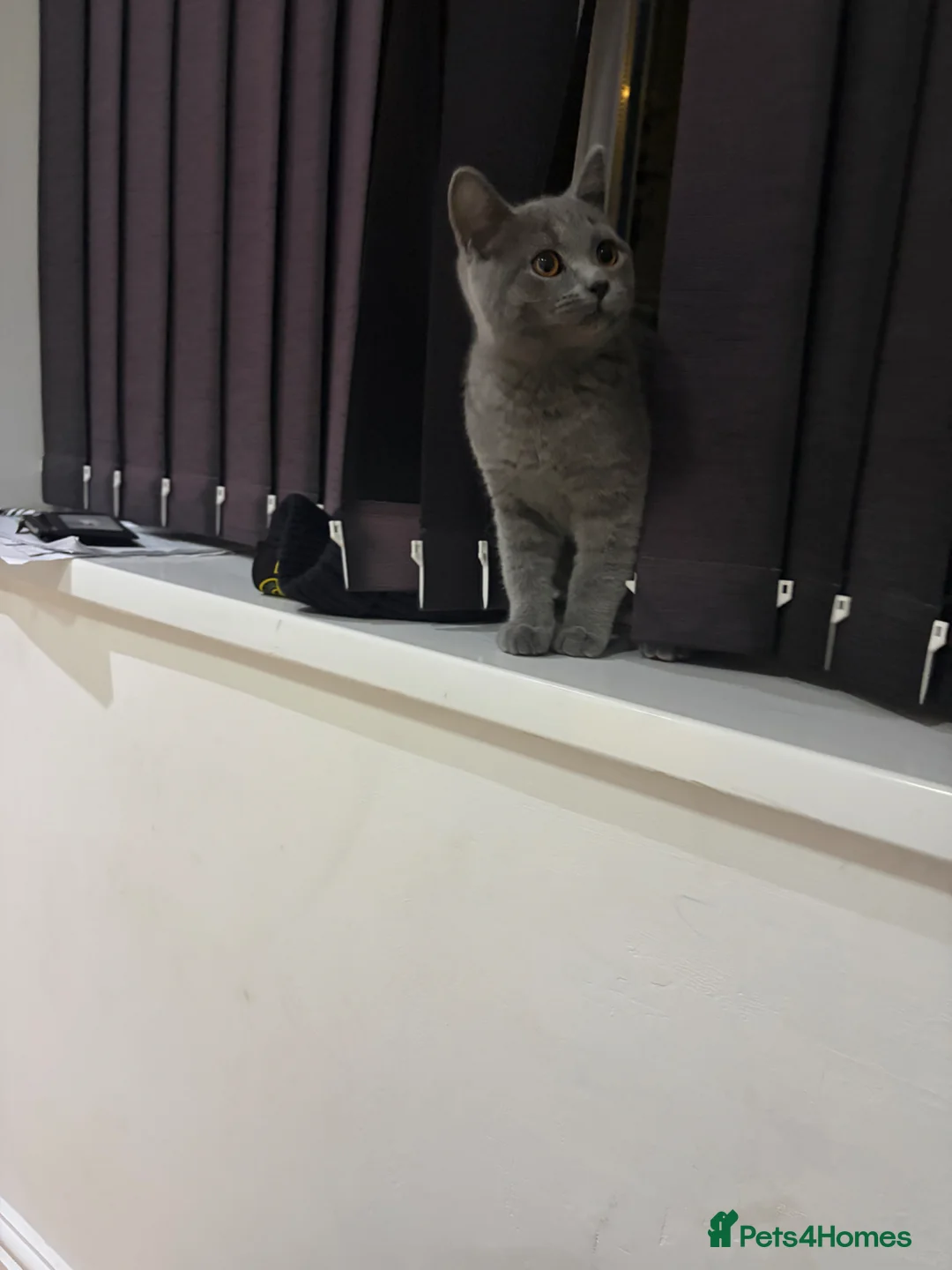 British Shorthair cats for sale: British shorthair kitten  - Advert 1