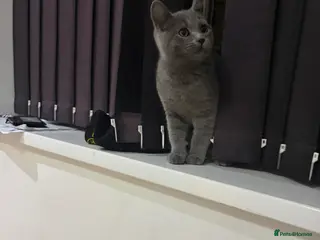 British Shorthair cats British shorthair kitten - Advert 2