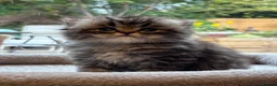 Persian cats for sale: Stunning fluffy purebred Persian kittens   - Advert 3
