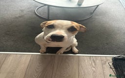 American Bulldog dogs for sale: 7 month old full breed American Bulldog - Image 7