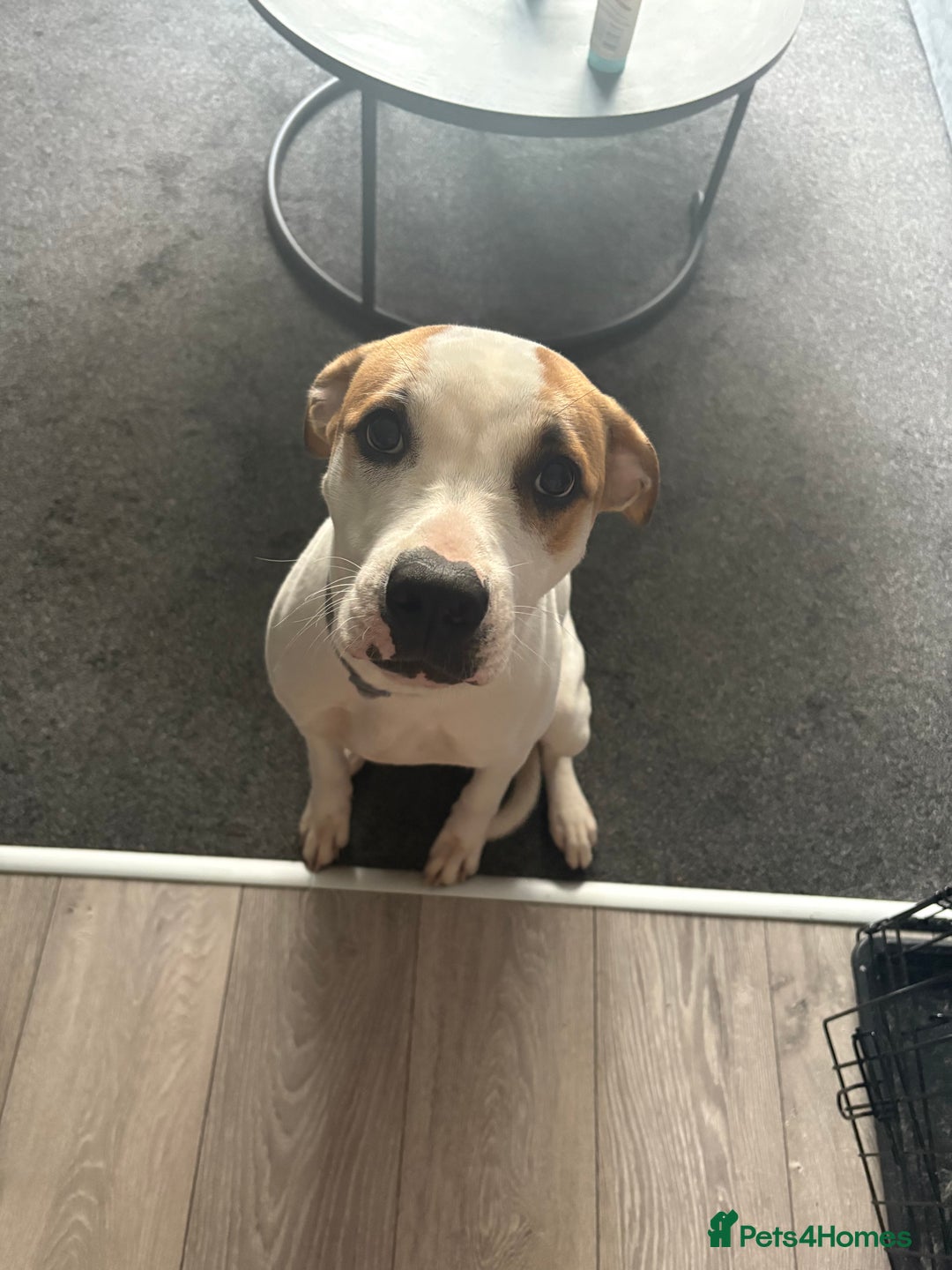 American Bulldog dogs for sale: 7 month old full breed American Bulldog - Image 7
