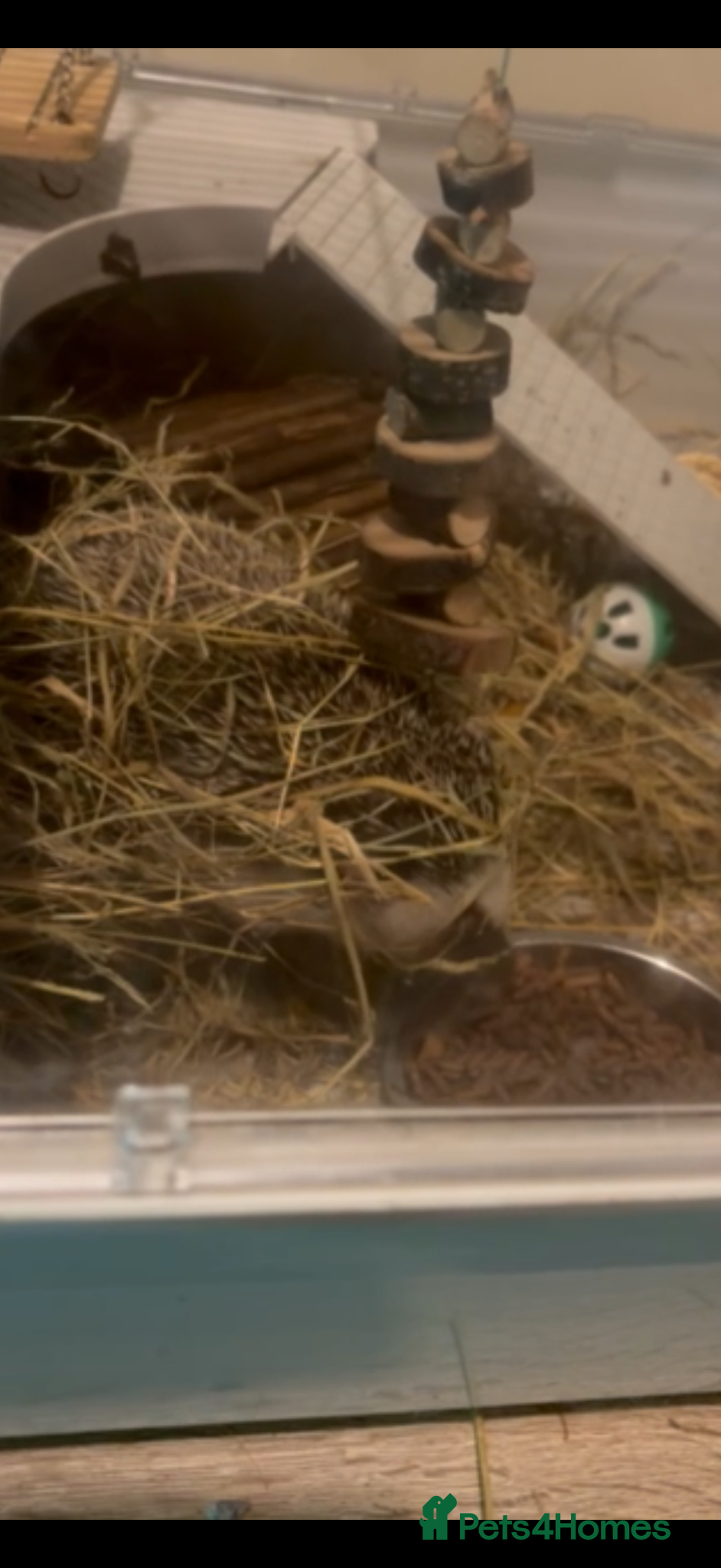 Pygmy Hedgehog rodents for sale: Set of Pygmy hedgehogs read description £200 each  - Advert 8