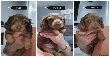 Miniature Dachshund dogs - Advert 12