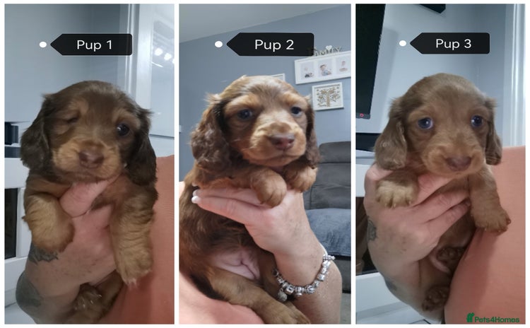 Miniature Dachshund dogs - Advert 1