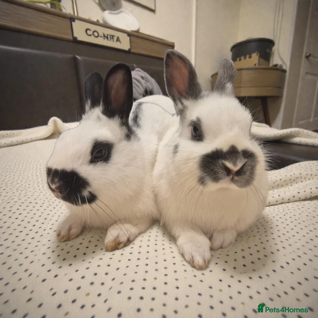 Mixed Breed rabbits for sale: 🧡dwarf papillon bunnies 🧡 - Advert 4