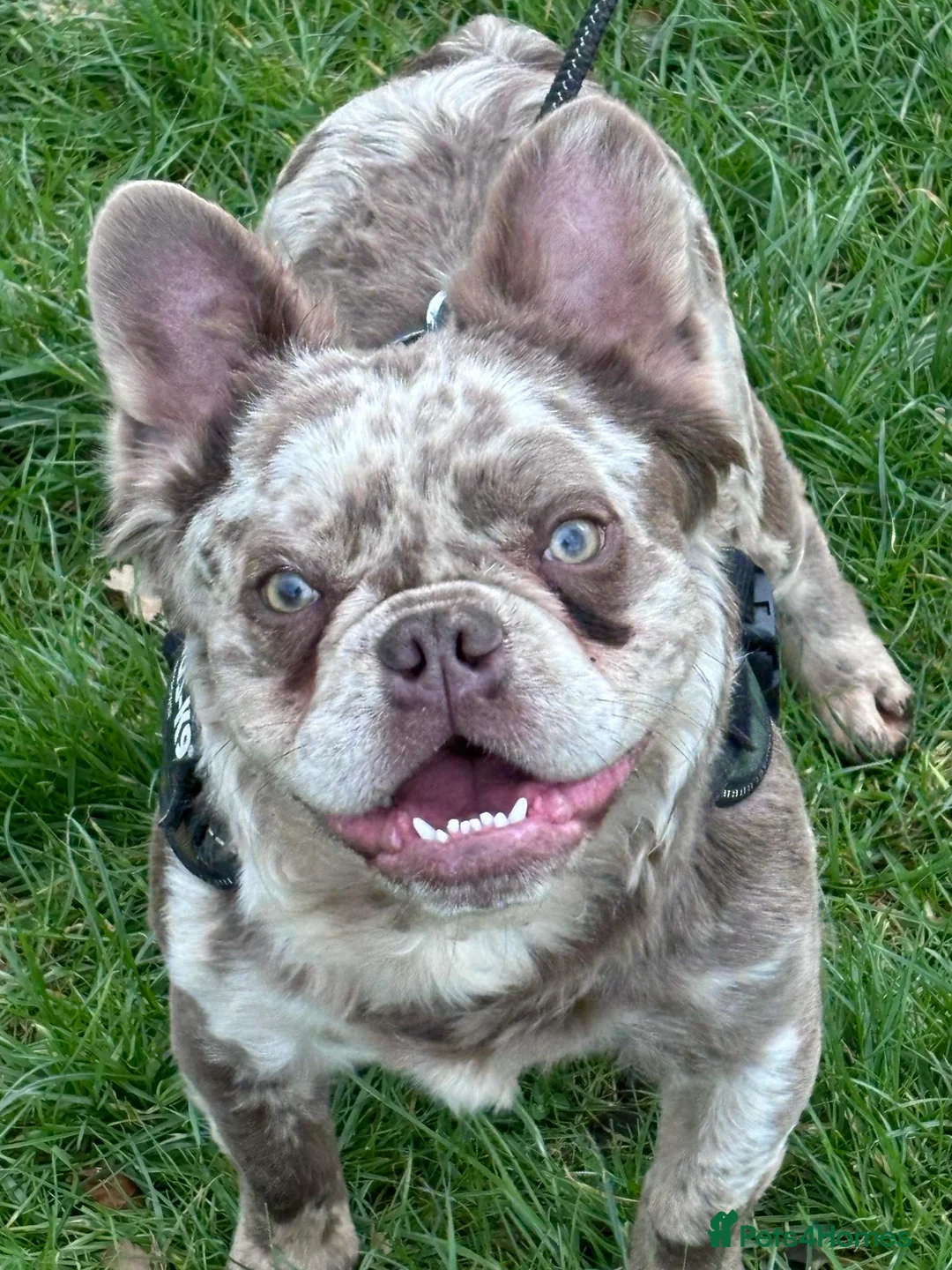 French Bulldog dogs for sale: Newshade Isabella Merle French bulldog - Advert 1