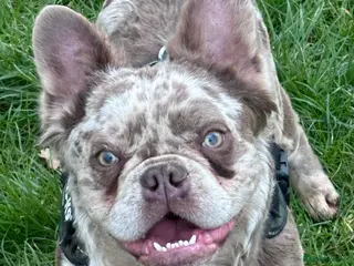 French Bulldog dogs Newshade Isabella Merle French bulldog - Advert 2