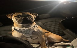 Mixed Breed dogs for sale: American Staff x Bullmastiff Pups  - Image 1