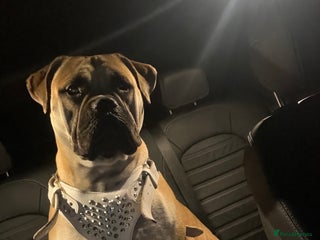 Mixed Breed dogs - Advert 8