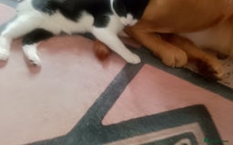 Labrador Retriever dogs for stud: Sir Bonzo - Image 3