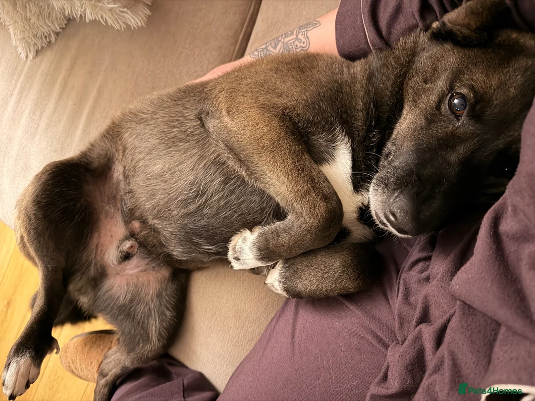 Mixed Breed dogs for sale: 6 year old rescue for rehome - Advert 1