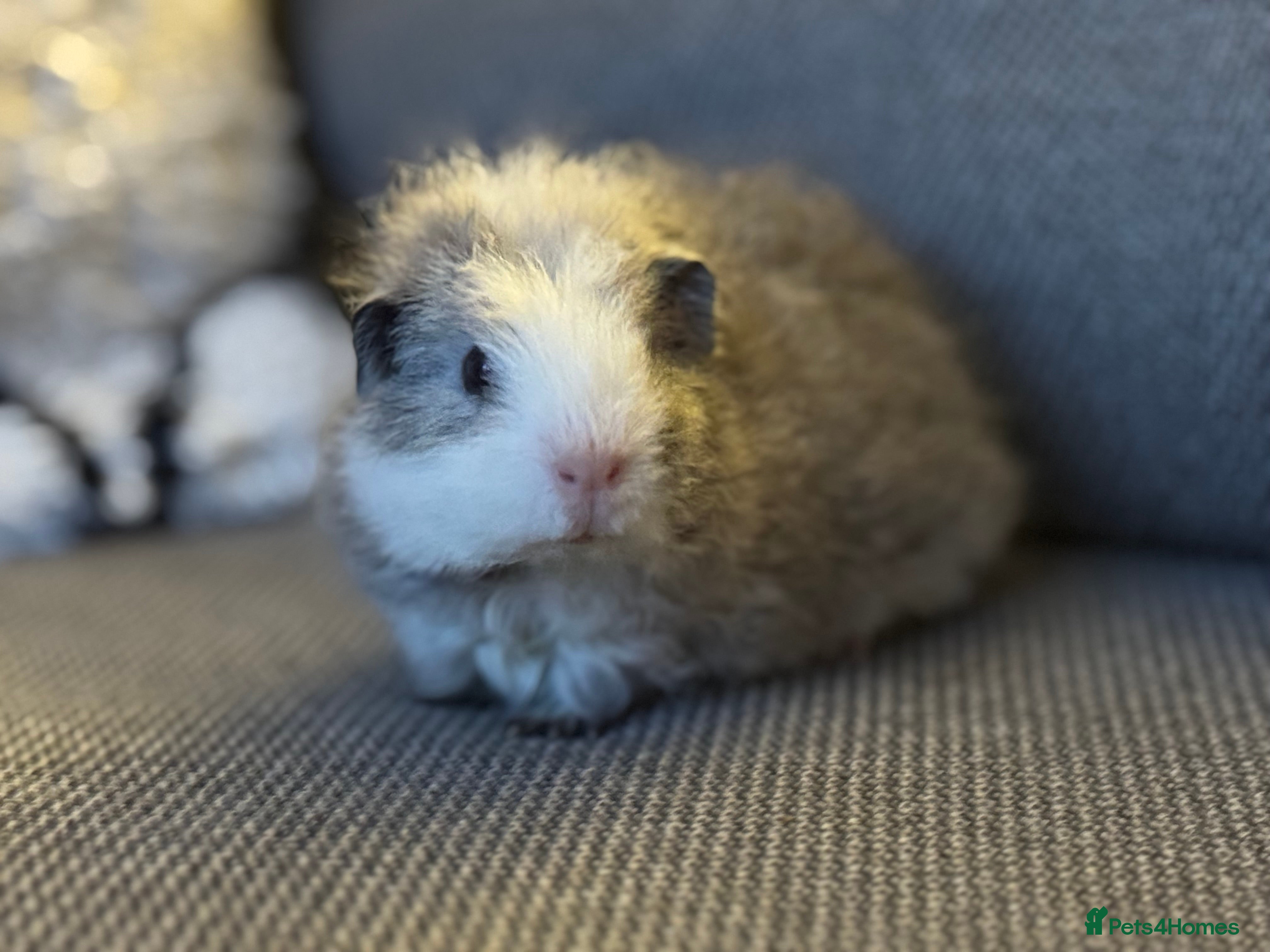 Guinea Pig rodents Gorgeous little boy piggie - Advert 1