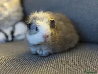 Guinea Pig rodents Gorgeous little boy piggie - Advert 1