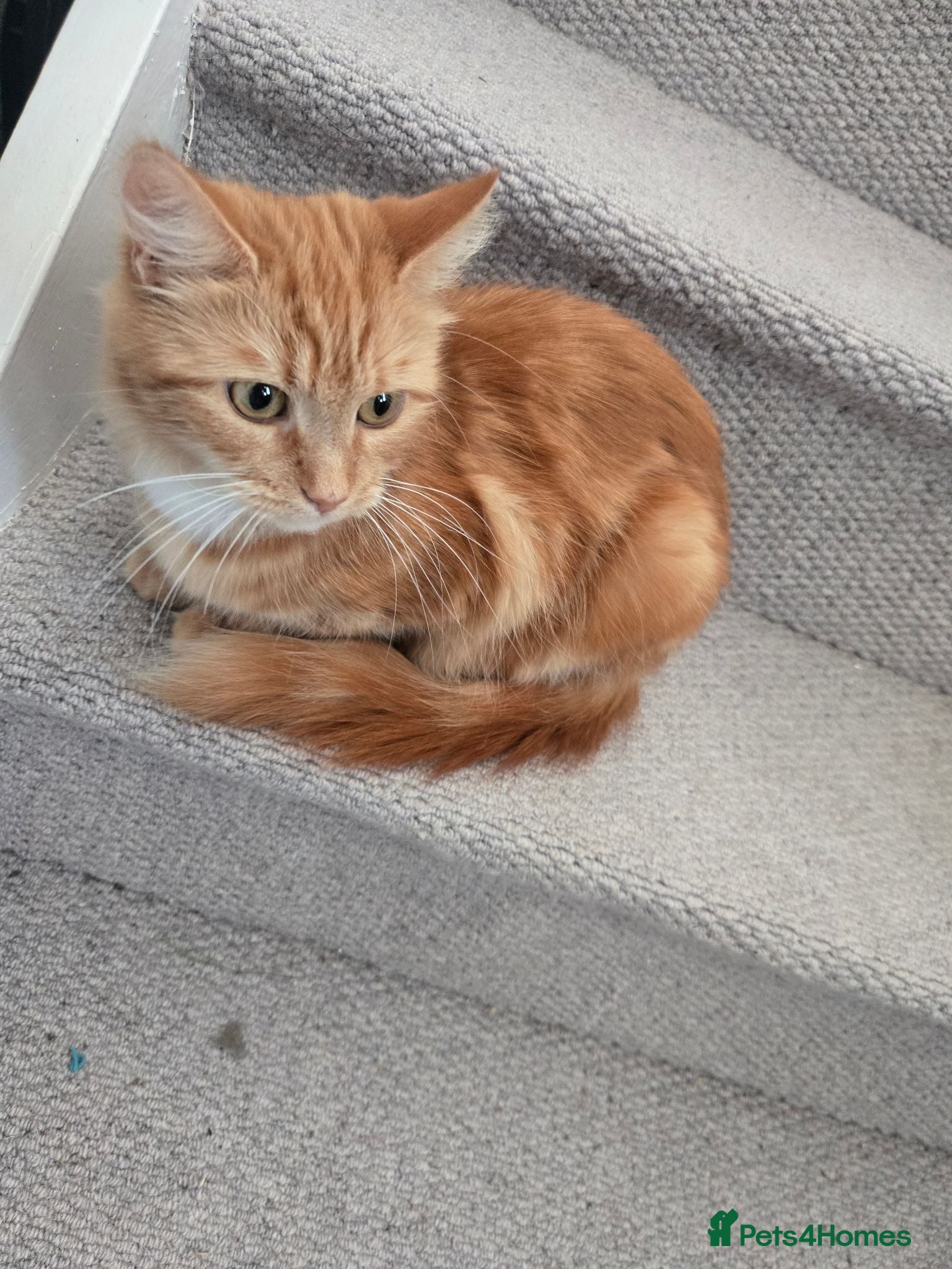 Mixed Breed cats 2 male 2 female Kittens - Advert 1