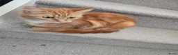 Mixed Breed cats for sale: 2 male 2 female Kittens - Advert 1
