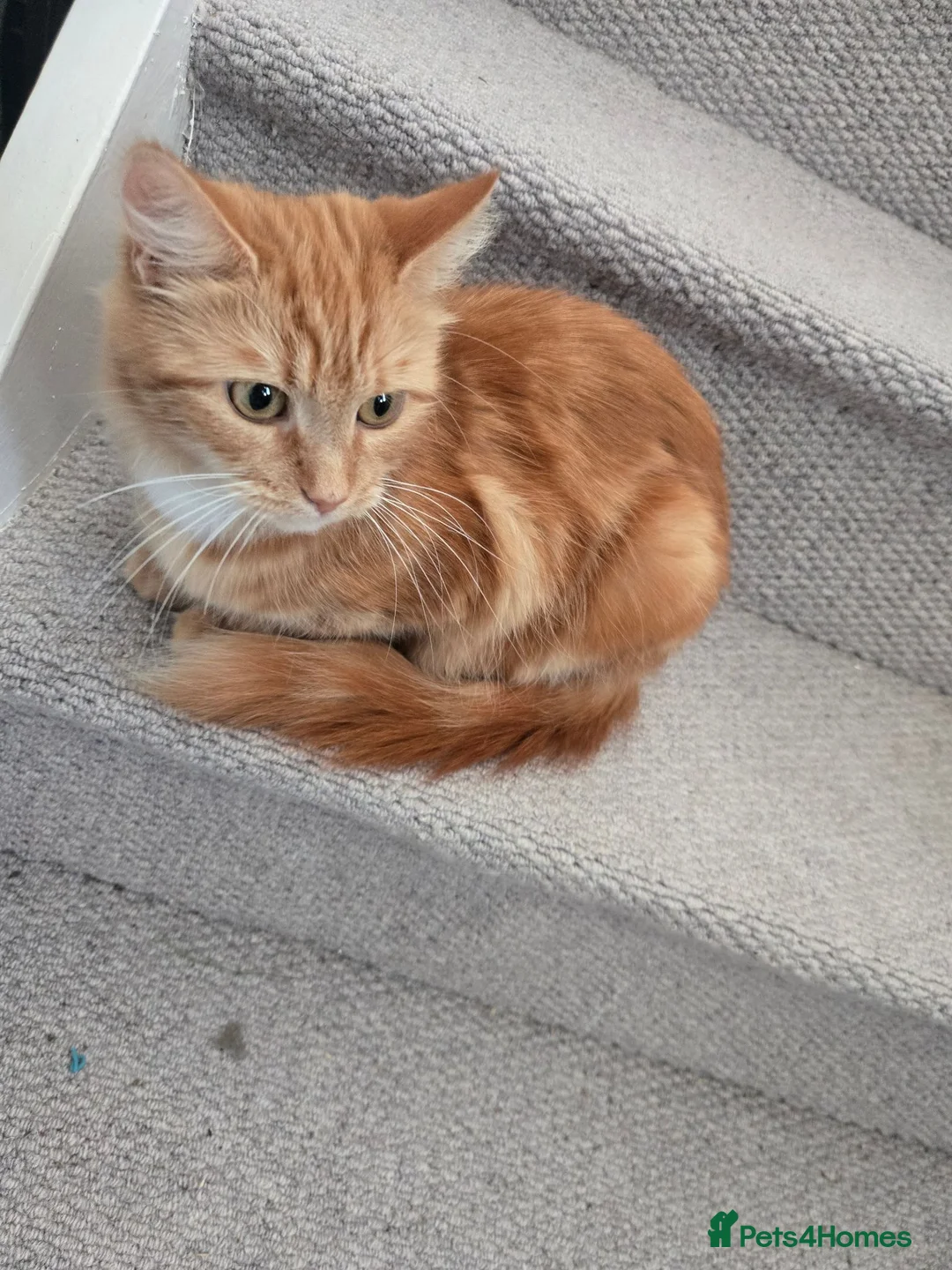 Mixed Breed cats for sale: 2 male 2 female Kittens - Advert 1