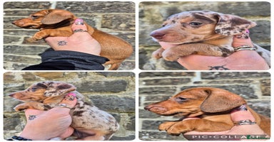 Miniature Dachshund dogs - Advert 2