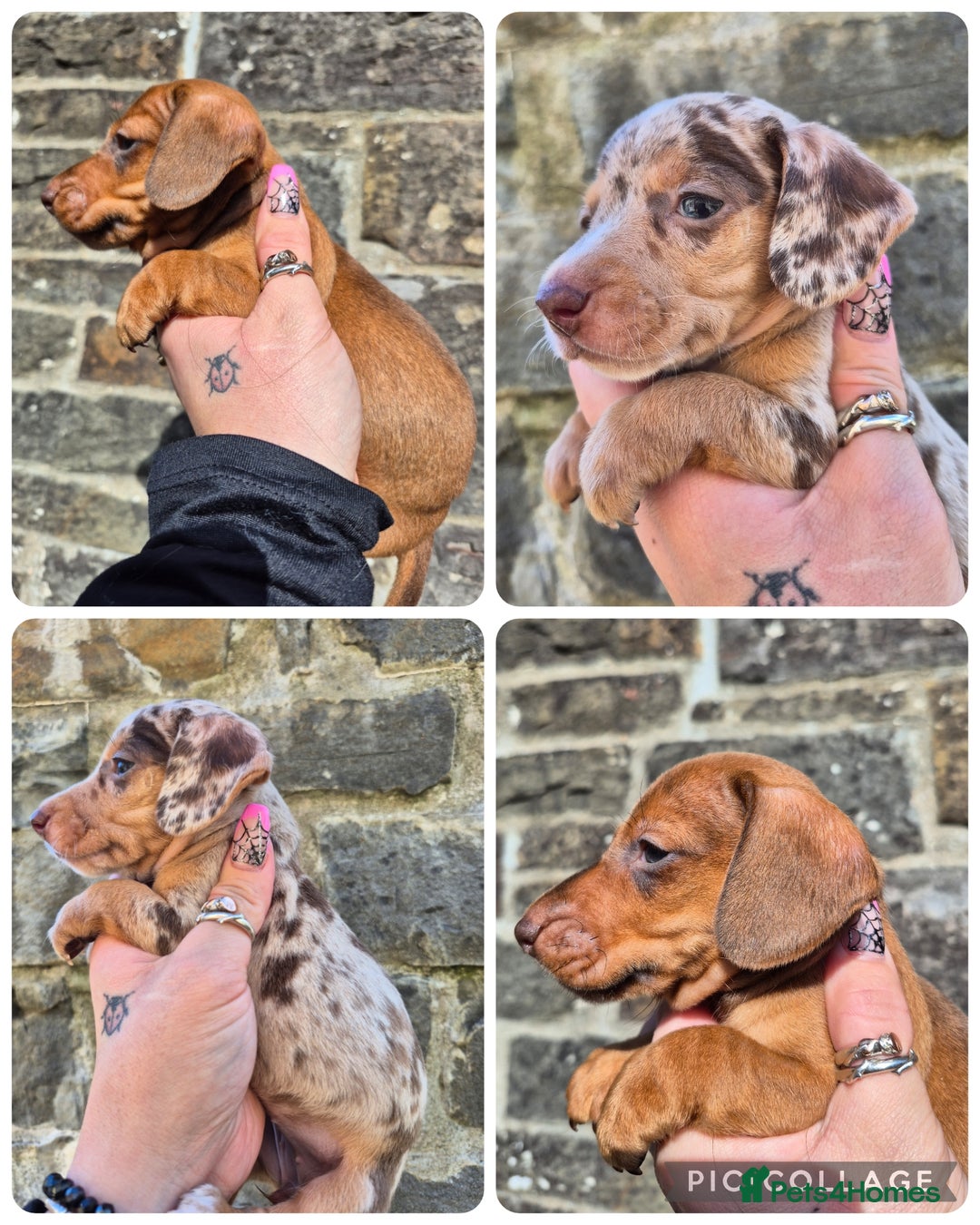 Miniature Dachshund dogs for sale: *LAST BOY* PRA CLEAR MINIATURE DACHSHUND PUPPIES  - Image 2