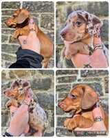 Miniature Dachshund dogs - Advert 14