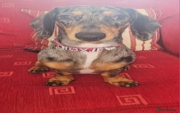 Mixed Breed dogs for sale: Dachshund x jack russell x shih-tzu pups - Image 3