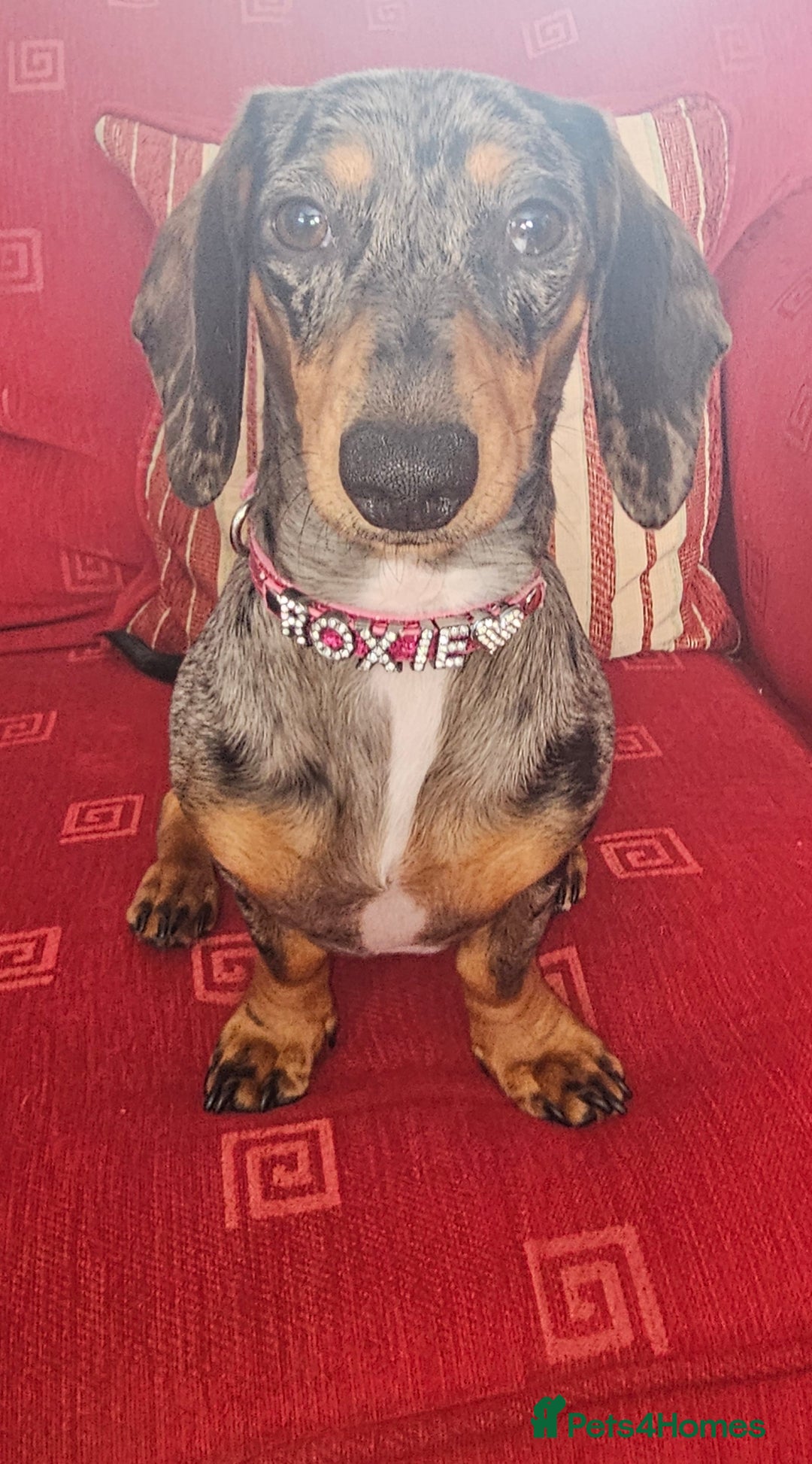 Mixed Breed dogs for sale: Dachshund x jack russell x shih-tzu pups - Image 3