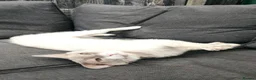 LaPerm cats for sale: Gentle Adult LaPerm male - Advert 6
