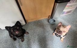 French Bulldog dogs for sale: Two beautiful boys - Image 10