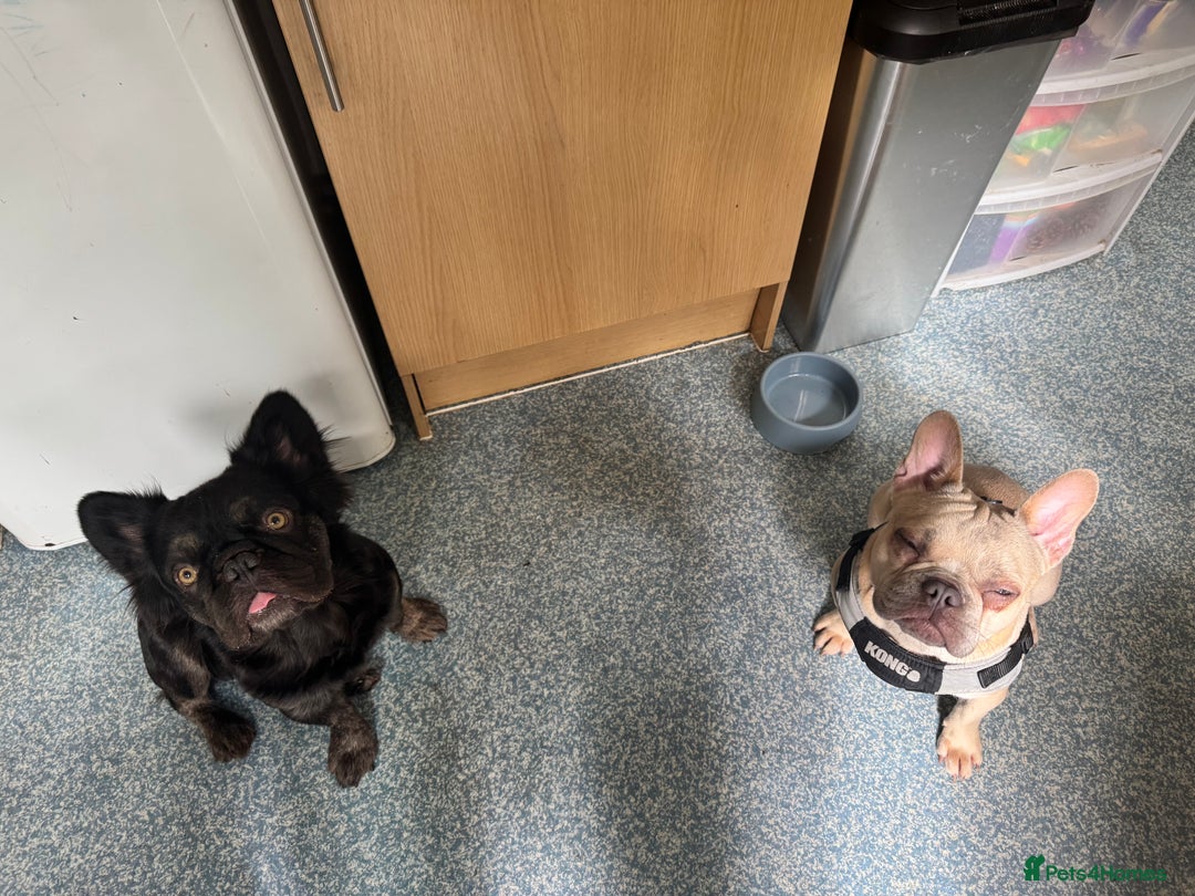 French Bulldog dogs for sale: Two beautiful boys - Image 10
