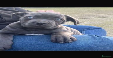 Cane Corso dogs - Advert 3