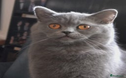 British Shorthair cats for sale: British Shorthair/Scottish Fold - 2 Grey Avail - Image 12